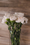 Cream Carnations