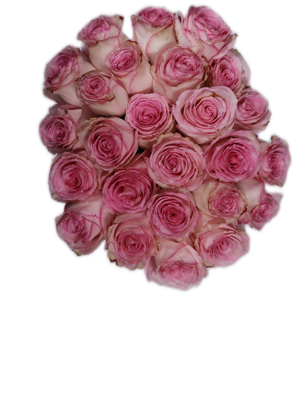 Light Pink Roses