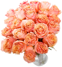 Peach Garden Roses - Carpe Diem