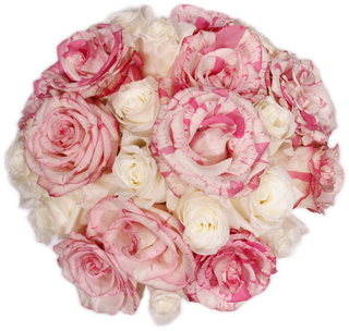 White & Stripped Pink Roses