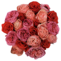 Red, pink & peach Roses