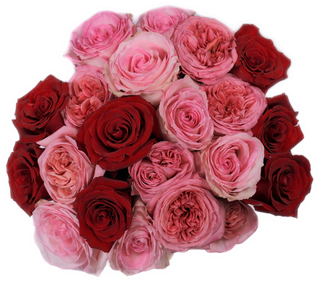 Red & Pink Roses