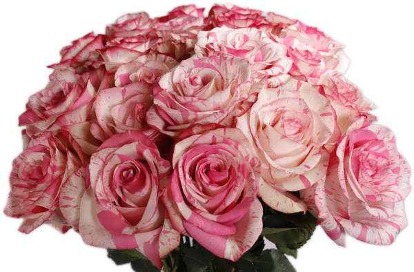 Stripped Pink Roses