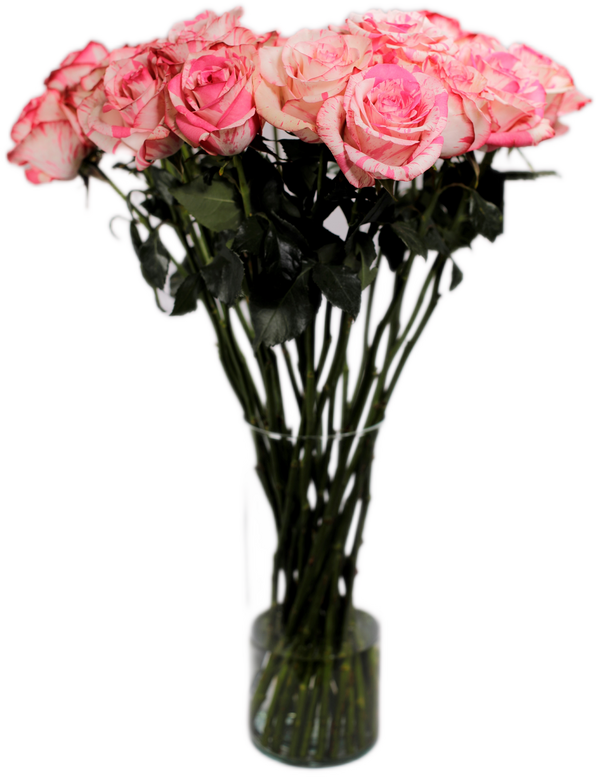 Stripped Pink Roses