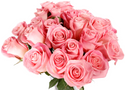 Medium Pink  Roses